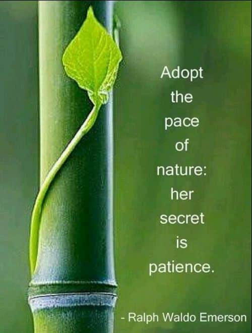 patience love quotes images